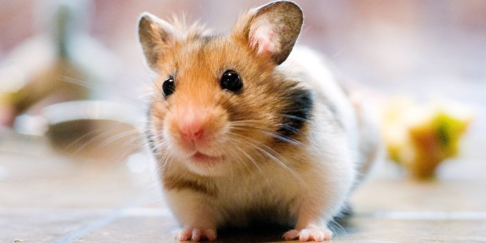 2397x1593 Cute Hamster Wallpapers