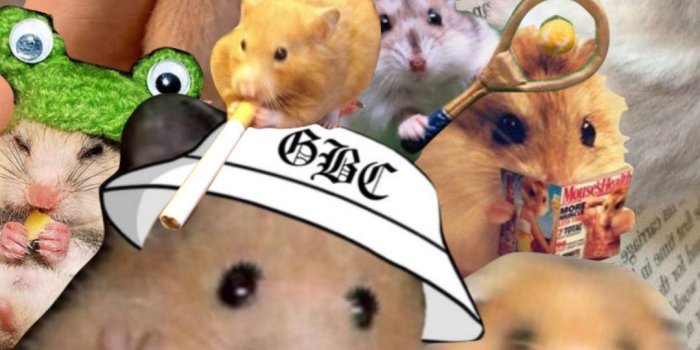 1080x1920 Hamster wallpaper, Hamster, Cute wallpapers