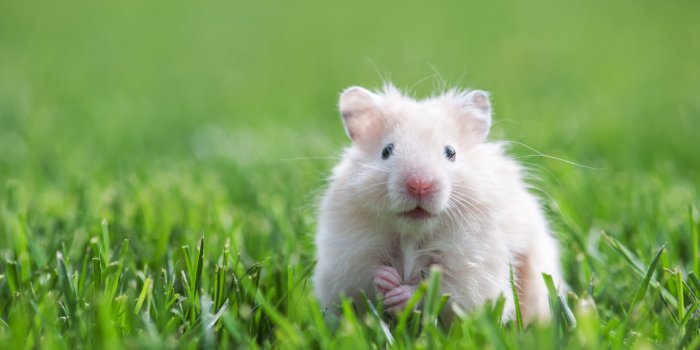 1920x1278 My Hamster HD Wallpapers New Tab Theme