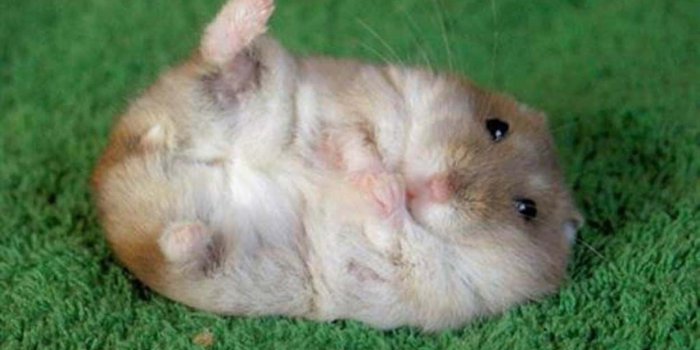 1245x900 100+] Cute Hamster Pictures