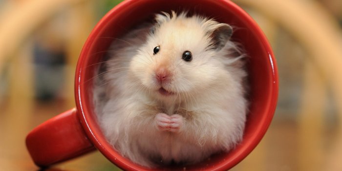 2000x1240 Animal Hamster HD Wallpaper