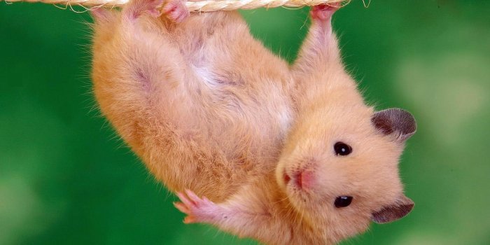 1280x1024 Desktop Wallpapers Rodents Hamsters