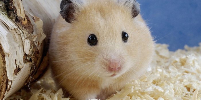 1366x780 Pic. #Wallpaper #Hamster #1366x768