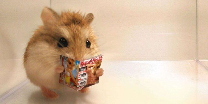 1920x1440 Hamster Memes Wallpapers