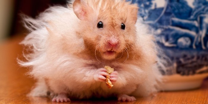 2560x1600 Animal Hamster HD Wallpaper