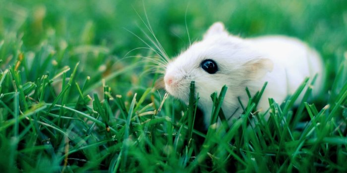 1920x1200 100+] Hamster Wallpapers | Wallpapers.com