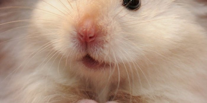 720x1280 Hamster Phone Wallpaper