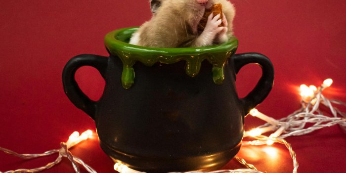 3463x5195 Portrait of a Hamster Sitting in a Mug