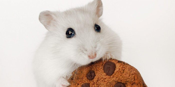 1440x900 Hamsters Wallpapers