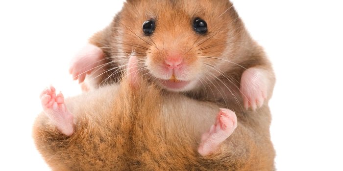 1400x1200 100+] Hamster Wallpapers | Wallpapers.com