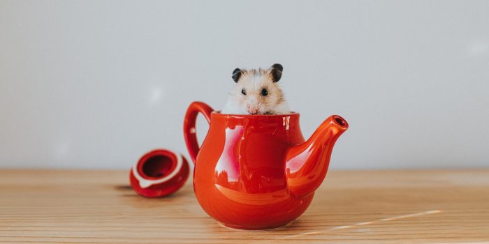 2188x1459 30 Cute Hamster Pictures You Need to