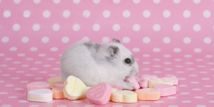 1920x1080 Hamster Wallpapers | Best Wallpapers