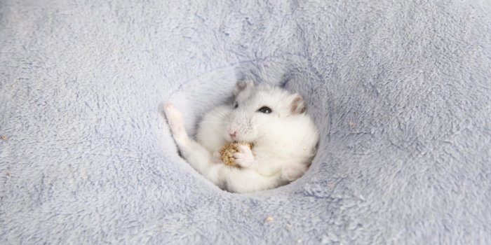 2048x1152 Funny Hamster Ultra HD Desktop