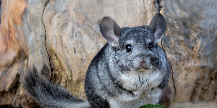 1920x1280 Chinchilla HD Wallpaper - Fluffy Rodent
