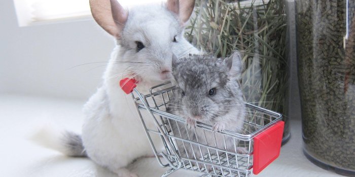 1920x1080 Cute Chinchillas in Shopping Cart HD