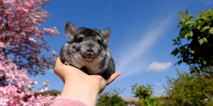 2121x1414 26 Chinchilla Pictures You Need to See