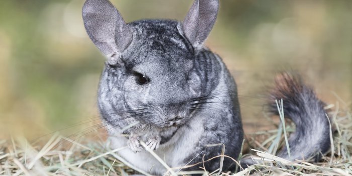 1920x1341 HD Chinchilla Wallpaper – Adorable