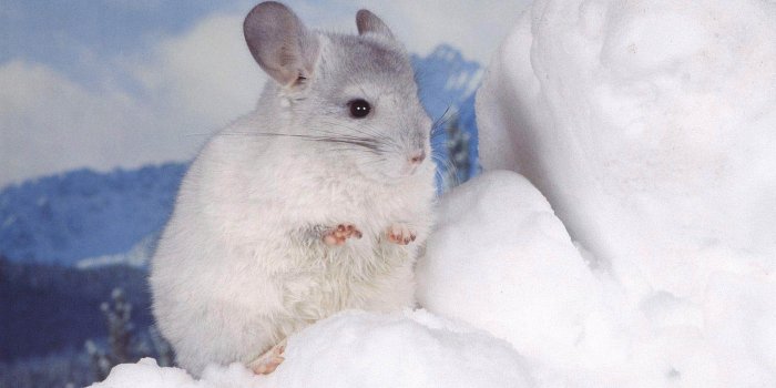 1600x1200 Chinchilla Wallpapers - Animals Town