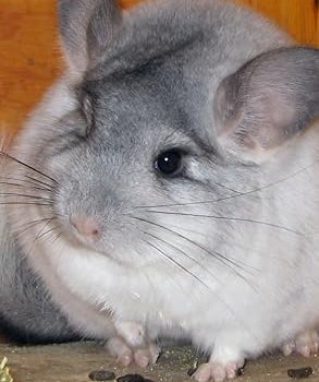 293x500 Chinchilla Wallpaper -- HD Wallpapers