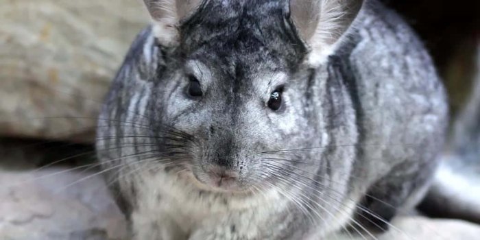 1024x1024 Download Look at this cute Chinchilla