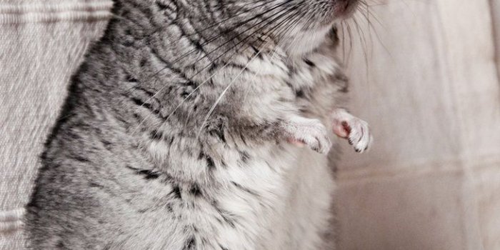 729x1097 Fluffy animals, Chinchilla pet