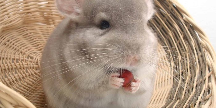 1920x1440 Chinchilla Snack Time HD Wallpaper