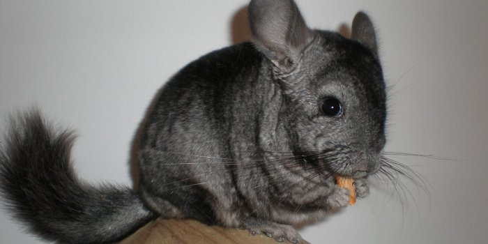 1639x1229 Chinchillas Wallpapers