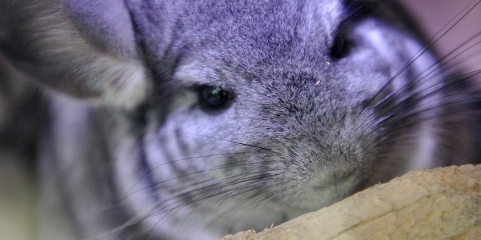 852x1280 Chinchilla Animal Pet - Free photo on