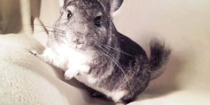1920x1440 A Chinchilla Sitting Among Grass