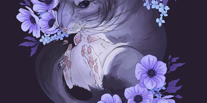 857x1200 Chinchilla - Desktop Wallpapers, Phone