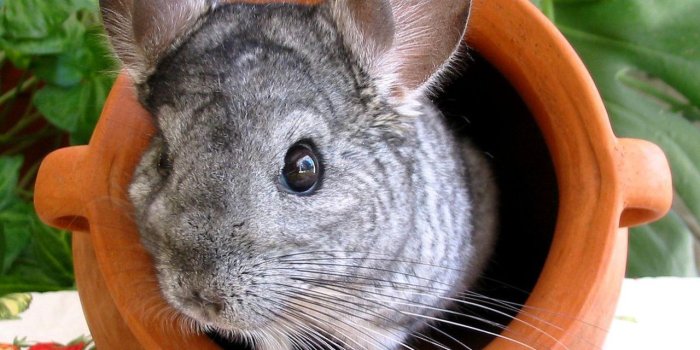 1280x1024 Chinchilla Wallpapers