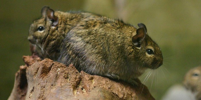 1600x1066 Chinchilla Wallpaper - Animals Town