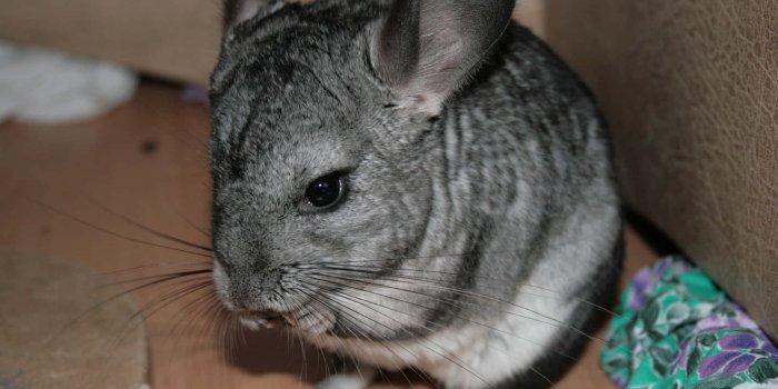 1920x1200 Download Adorable cuddly chinchilla