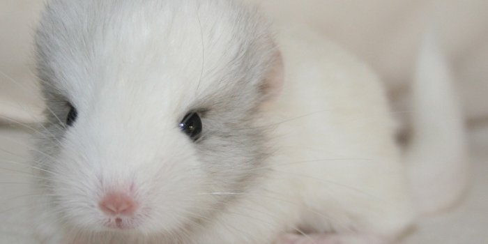 1024x768 Wallpaper-Chinchilla-Baby-1024x768