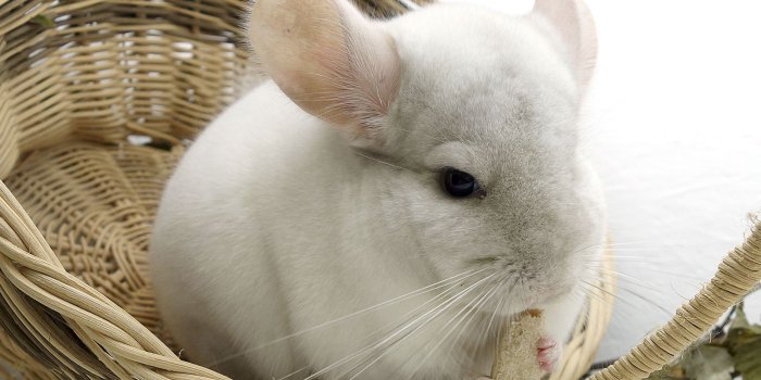 1600x900 Download wallpaper 1600x900 chinchilla