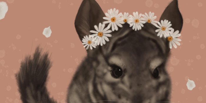 2480x3508 I drew one of my chinchillas and it