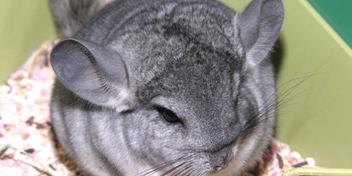 1920x1440 Download Chinchilla in a Loving Embrace