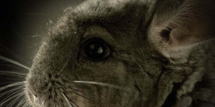 1613x1080 Chinchilla