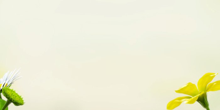 2160x3840 The official home for Pikmin – Home