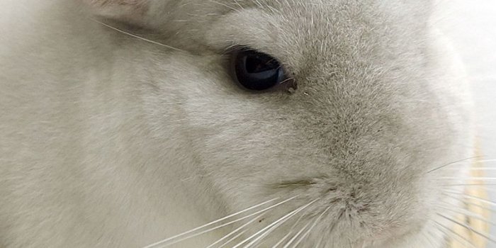 800x1280 Download wallpaper 800x1280 chinchilla