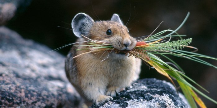 1920x1200 Chinchilla wallpapers for desktop