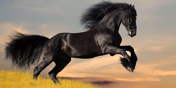2560x1600 Stallion Wallpapers