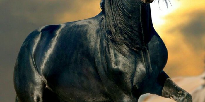 736x1311 Horse background, Horses, Horse wallpaper