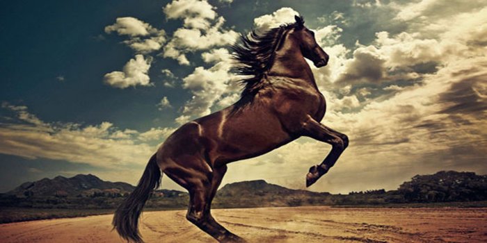 1600x1200 Horses, Horse wallpaper, Wild horses