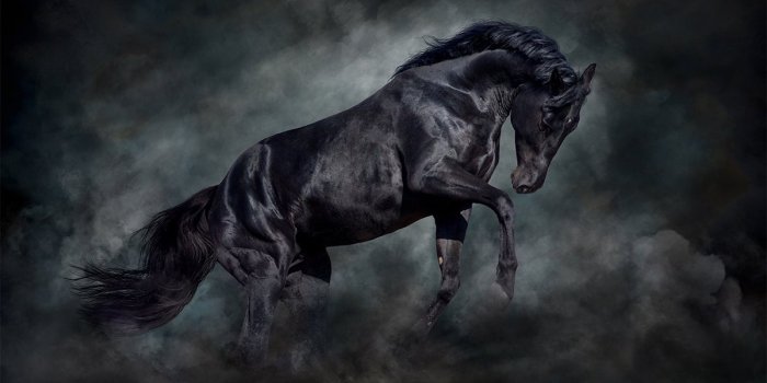 1200x801 Black Stallion MURAL, Horse Wallpaper