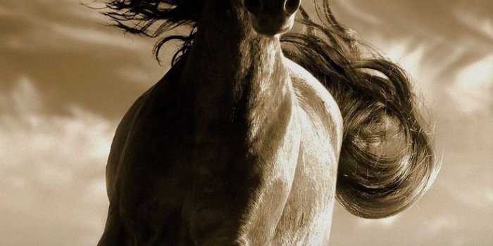 736x1308 Horse Stable Hd Backgrounds