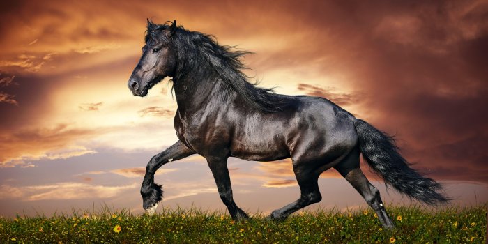4256x2832 Horses Stallions Wallpapers - Wallpaper