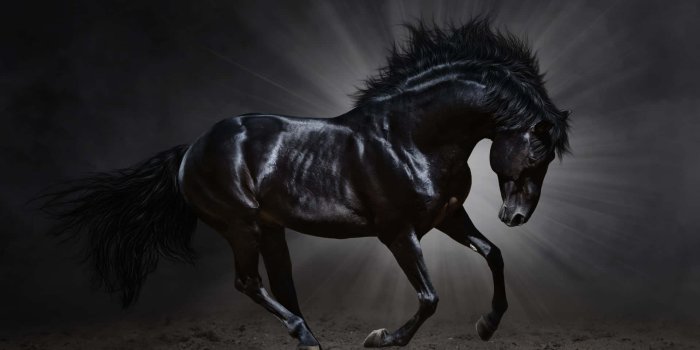 1920x1264 100+] Black Horse Pictures | Wallpapers.com