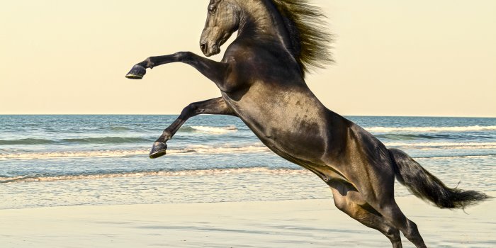 3200x2436 Rearing Morgan Horse Stallion Mural