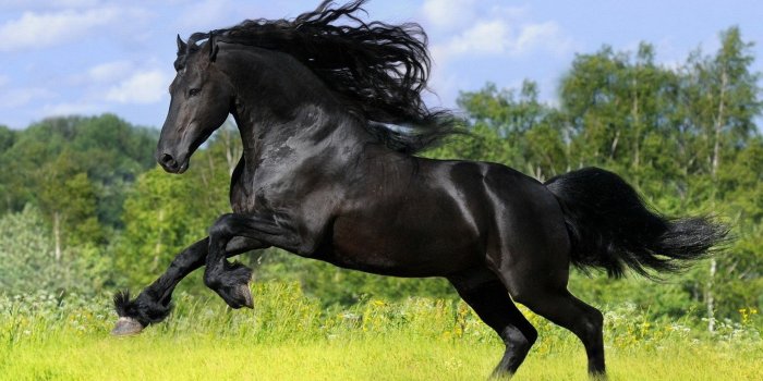 1920x1080 andalusian-horse – Amazeballs Animals